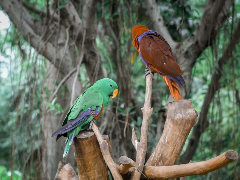 Feathered Companions in Transit: The Discerning Avian Owner's Guide to Bird Vitamins and Nutritional Wellness While Traveling