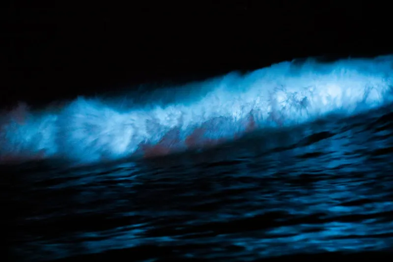 The Living Light: Bioluminescence and the Art of Seeking Nature's Most Ephemeral Spectacle