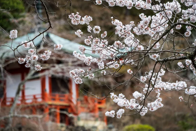 Beyond Seasons: A Discerning Traveler's Guide to the World's Most Ephemeral Moments