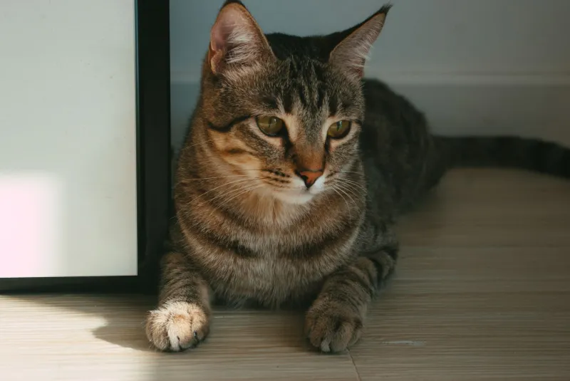 The Feline as Companion and Investment: Understanding the Value of the Mackerel Tabby Cat